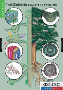 Комплект таблиц. Биология. Растение – живой организм. - fgospostavki.ru - Рязань