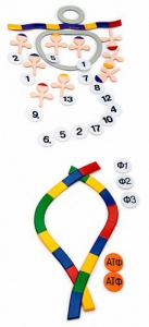 Модель-аппликация "Биосинтез белка" (набор из 49 пластмассовых фигур) - fgospostavki.ru - Рязань