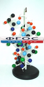 Модель "Структура белка" - fgospostavki.ru - Рязань