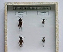 Коллекция энтомологическая "Половой диморфизм" - fgospostavki.ru - Рязань