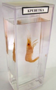 Влажный препарат "Креветка" - fgospostavki.ru - Рязань