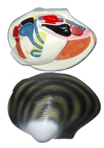 Модель "Беззубка" (двустворчатый моллюск) - fgospostavki.ru - Рязань