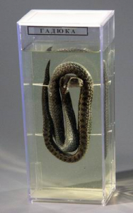 Влажный препарат "Гадюка" - fgospostavki.ru - Рязань