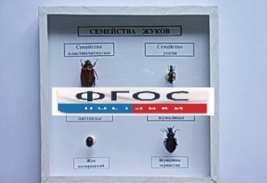 Коллекция "Семейство жуков" - fgospostavki.ru - Рязань
