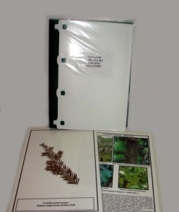 Гербарий "Эволюция высших растений" (ламинированный) - fgospostavki.ru - Рязань