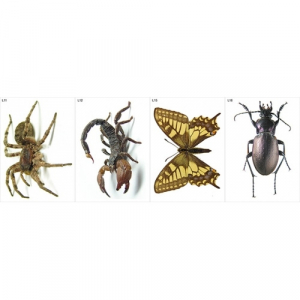 Модель-аппликация Многообразие беспозвоночных - fgospostavki.ru - Рязань