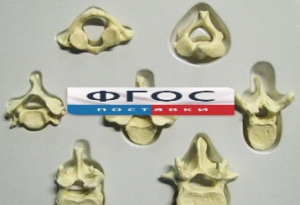 Модель "Позвонки" (из 7 штук) - fgospostavki.ru - Рязань