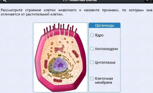 Интерактивные курсы. Биология 8 класс. Базовый - fgospostavki.ru - Рязань
