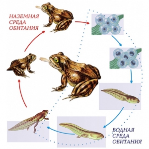 Модель-аппликация Цикл развития лягушки - fgospostavki.ru - Рязань