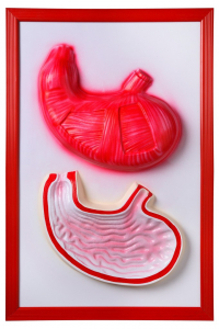 Барельефная модель "Желудок" - fgospostavki.ru - Рязань