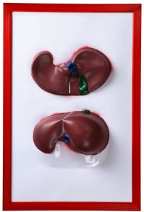 Барельефная модель "Печень" - fgospostavki.ru - Рязань