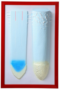 Барельефная модель "Клеточное строение корня" - fgospostavki.ru - Рязань