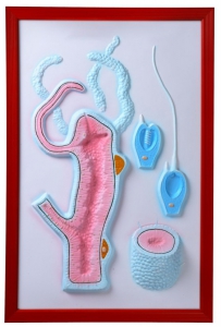 Барельефная модель "Строение гидры" - fgospostavki.ru - Рязань