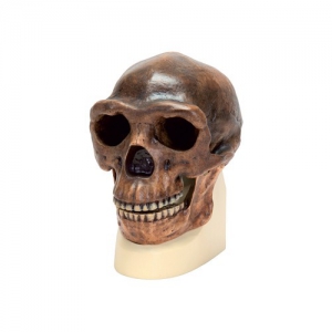 Модель черепа синантропа - fgospostavki.ru - Рязань