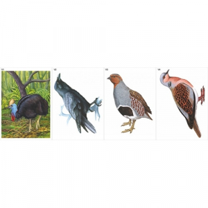 Модель-аппликация Многообразие хордовых. Птицы  - fgospostavki.ru - Рязань