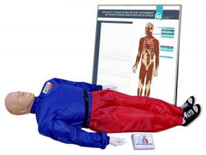 "Александр-01" тренажер-манекен взрослого пострадавшего для отработки приемов сердечно-легочной реанимации (голова, туловище, конечности) с контроллером и настенным табло - fgospostavki.ru - Рязань