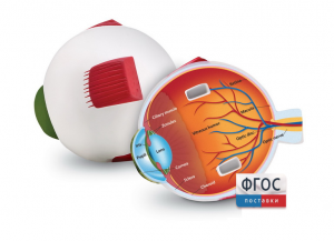 Модель глаза человека (анатомическая) - fgospostavki.ru - Рязань