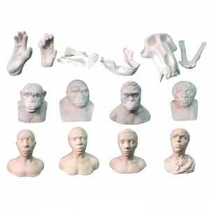 Набор моделей палеонтологических находок "Происхождение человека"	 - fgospostavki.ru - Рязань