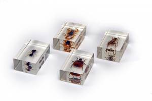 Комплект микропрепаратов для стереомикроскопа - fgospostavki.ru - Рязань