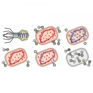 Модель-аппликация Жизненный цикл вируса	 - fgospostavki.ru - Рязань