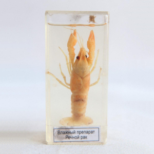 Влажный препарат "Рак речной" - fgospostavki.ru - Рязань
