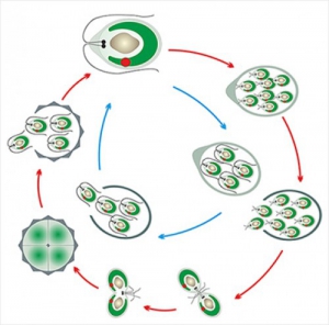 Модель-аппликация Размножение одноклеточной водоросли - fgospostavki.ru - Рязань