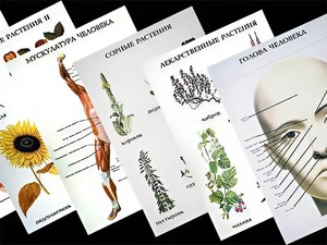 Таблицы по природоведению 1-3 класс (46 штук, формат А2) - fgospostavki.ru - Рязань
