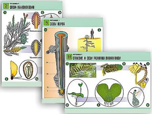 Комплект таблиц по биологии демонстрационных "Ботаника 1" (12 таблиц, формат А1, ламинированные) - fgospostavki.ru - Рязань