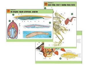 Комплект таблиц по биологии демонстрационных "Зоология 2" (16 таблиц, формат А1, ламинированные) - fgospostavki.ru - Рязань