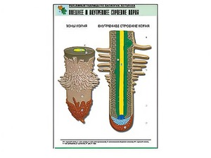 Рельефная таблица "Внешнее и внутреннее строение корня" (формат А1, матовое ламинирование) - fgospostavki.ru - Рязань