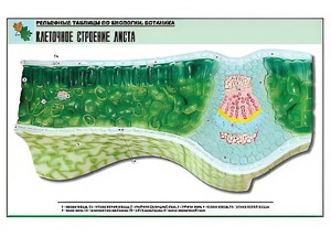 Рельефная таблица "Клеточное строение листа" (формат А1, матовое ламинирование) - fgospostavki.ru - Рязань
