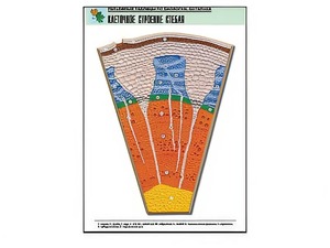 Рельефная таблица "Клеточное строение стебля" (формат А1, матовое ламинирование) - fgospostavki.ru - Рязань