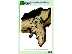 Рельефная таблица "Археоптерикс" (формат А1, матовое ламинирование) - fgospostavki.ru - Рязань