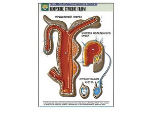 Рельефная таблица "Внутреннее строение гидры" - fgospostavki.ru - Рязань