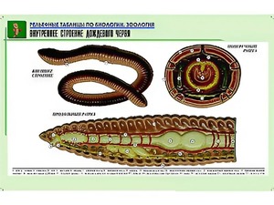 Рельефная таблица "Внутреннее строение дождевого червя" (формат А1, матовое ламинирование) - fgospostavki.ru - Рязань