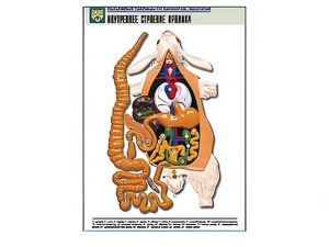 Рельефная таблица "Внутреннее строение кролика" (формат А1, матовое ламинирование) - fgospostavki.ru - Рязань