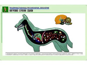 Рельефная таблица "Внутреннее строение собаки" (формат А1, матовое ламинирование) - fgospostavki.ru - Рязань
