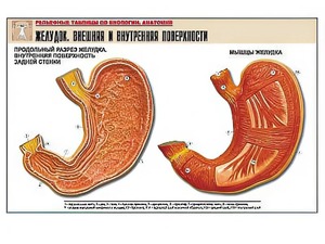 Рельефная таблица "Желудок. Внешняя и внутренняя поверхности" (формат А1, матовое ламинирование) - fgospostavki.ru - Рязань