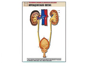 Рельефная таблица "Мочевыделительная система" (формат А1, матовое ламинирование) - fgospostavki.ru - Рязань