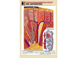 Рельефная таблица "Почка. Макро-микростроение" (формат А1, матовое ламинирование) - fgospostavki.ru - Рязань