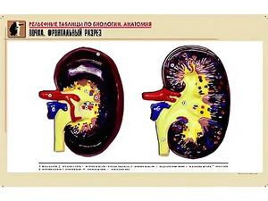 Рельефная таблица "Почка. Фронтальный разрез" (формат А1, матовое ламинирование) - fgospostavki.ru - Рязань