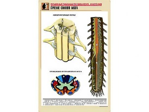 Рельефная таблица "Строение спинного мозга " (формат А1, матовое ламинирование) - fgospostavki.ru - Рязань