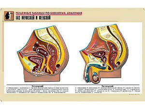 Рельефная таблица "Таз мужской и женский" (формат А1, матовое ламинирование) - fgospostavki.ru - Рязань