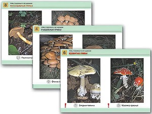 Комплект таблиц раздаточных "Грибы съедобные и несъедобные" (цветные, ламинированные, А4, 8 штук) - fgospostavki.ru - Рязань