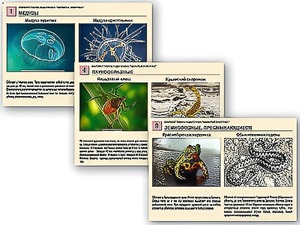 Комплект таблиц раздаточных "Ядовитые животные" - fgospostavki.ru - Рязань
