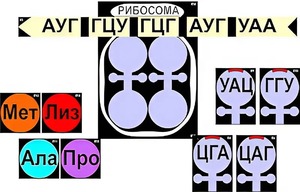 Модель-аппликация "Биосинтез белка" (ламинированная) - fgospostavki.ru - Рязань