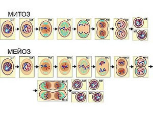 Модель-аппликация "Деление клетки. Митоз и мейоз" (ламинированная) - fgospostavki.ru - Рязань