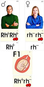 Модель-аппликация "Наследование резус-фактора" (ламинированная) - fgospostavki.ru - Рязань