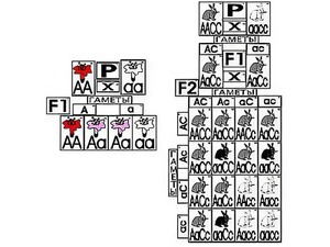 Модель-аппликация "Неполное доминирование и взаимодействие генов" (ламинированная) - fgospostavki.ru - Рязань