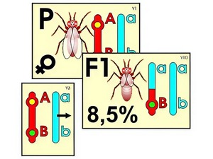 Модель-аппликация "Перекрест хромосом" (ламинированная) - fgospostavki.ru - Рязань